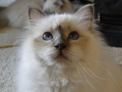 Felicia
