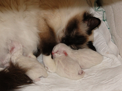 Mama mit Babies