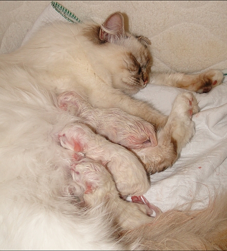 Wurf H Mama mit Kitten