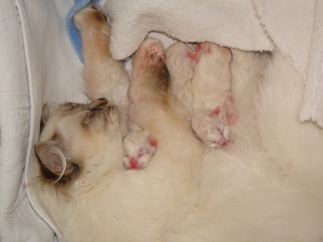 Wurf J Mama mit Kitten